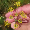 Foeniculum vulgare Mill.Foeniculum vulgare Mill.