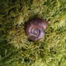 Elona quimperiana (Blainville, 1821)Elona quimperiana (Blainville, 1821)