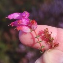 Erica ciliaris L.Erica ciliaris L.