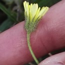 Andryala integrifolia L.Andryala integrifolia L.