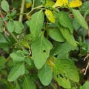 Solanum chenopodioides Lam.Solanum chenopodioides Lam.