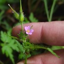 Geranium purpureum Vill.Geranium purpureum Vill.