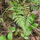Asplenium onopteris L.Asplenium onopteris L.