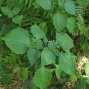 Solanum nigrum L.Solanum nigrum L.