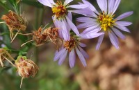 Aster tripolium L. subsp. pannonicus (Jacq.) SoóAster tripolium L. subsp. pannonicus (Jacq.) Soó