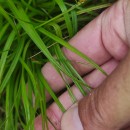 Carex pilulifera L.Carex pilulifera L.