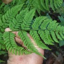 Dryopteris aemula (Aiton) KuntzeDryopteris aemula (Aiton) Kuntze