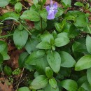 Vinca major L.Vinca major L.
