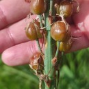 Asphodelus lusitanicus Cout.Asphodelus lusitanicus Cout.