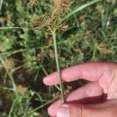 Cyperus esculentus L.Cyperus esculentus L.