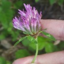 Trifolium pratense L.Trifolium pratense L.