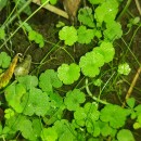 Sibthorpia europaea L.Sibthorpia europaea L.