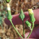 Sonchus oleraceus L.Sonchus oleraceus L.