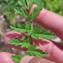 Erodium cicutarium (L.) L'Hér. ex Ait.Erodium cicutarium (L.) L'Hér. ex Ait.