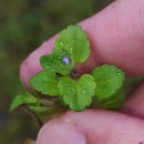 Veronica arvensis L.Veronica arvensis L.