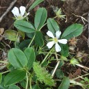 Potentilla montana Brot.Potentilla montana Brot.