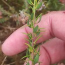 Genista berberidea LangeGenista berberidea Lange