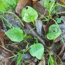 Plantago major  L.Plantago major  L.