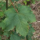 Acer pseudoplatanus L.Acer pseudoplatanus L.