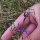 Vicia sativa L. subsp. nigra Ehrh.Vicia sativa L. subsp. nigra Ehrh.