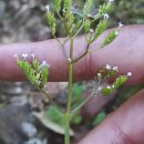 Centranthus calcitrapae ( L.) Dufr.Centranthus calcitrapae ( L.) Dufr.
