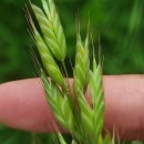 Bromus hordeaceus  L.Bromus hordeaceus  L.