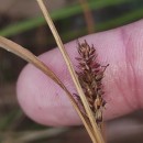 Carex binervis Sm.Carex binervis Sm.