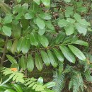 Prunus laurocerasus L.Prunus laurocerasus L.
