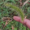 Setaria faberi Herm.Setaria faberi Herm.