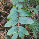 Hypericum androsaemum L.Hypericum androsaemum L.