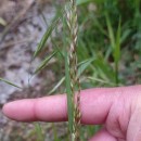 Arrhenatherum longifolium (Thore) DulacArrhenatherum longifolium (Thore) Dulac