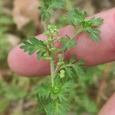 Lepidium didymum L.Lepidium didymum L.