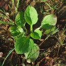 Plantago major  L.Plantago major  L.