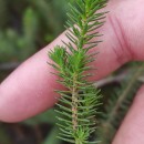 Thymelaea coridifolia (Lam.) Endl. subsp. coridifoliaThymelaea coridifolia (Lam.) Endl. subsp. coridifolia