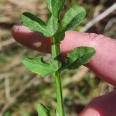 Centaurea corcubionensis M. LaínzCentaurea corcubionensis M. Laínz