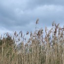 Phragmites australis (Cav.) Trin. ex Steud.Phragmites australis (Cav.) Trin. ex Steud.