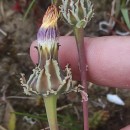 Reichardia gaditana (Willk.) Cout.Reichardia gaditana (Willk.) Cout.