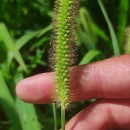 Setaria pumila (Poir.) Schult.Setaria pumila (Poir.) Schult.