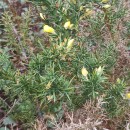 Ulex europaeus L. subsp. latebracteatus (Mariz) Rothm.Ulex europaeus L. subsp. latebracteatus (Mariz) Rothm.