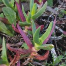 Carpobrotus acinaciformis (L.) L. BolusCarpobrotus acinaciformis (L.) L. Bolus