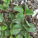 Veronica officinalis L.Veronica officinalis L.