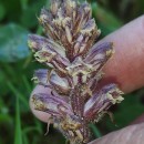 Orobanche minor Sm.Orobanche minor Sm.
