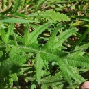 Cirsium vulgare (Savi) Ten.Cirsium vulgare (Savi) Ten.
