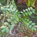 Fraxinus excelsior L.Fraxinus excelsior L.