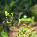 Capsella bursa-pastoris (L.) Medik.Capsella bursa-pastoris (L.) Medik.