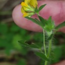 Lotus subbiflorus Lag.Lotus subbiflorus Lag.