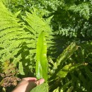 Asplenium scolopendrium L.Asplenium scolopendrium L.