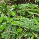 Struthiopteris spicant (L.) WeissStruthiopteris spicant (L.) Weiss