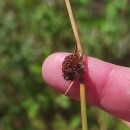 Juncus conglomeratus L.Juncus conglomeratus L.
