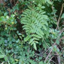 Osmunda regalis L.Osmunda regalis L.